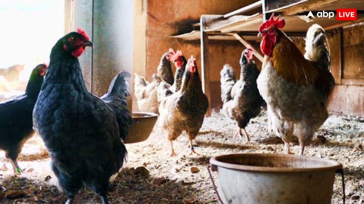 बता दें कि इस मुर्गी में उड़ने की शक्ति भी होती है और वो अंडा देती है, जिस कारण एवीज कैटगरी में रखा गया है.