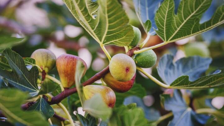 पुरंदरच्या अंजीराची प्रधानमंत्री महोदयांना दखल घ्यावीशी वाटली या यशामागे अंजीराच्या शेतीत काबाडकष्ट करणारा शेतकरी आणि फळबागेचे धोरण दूरदृष्टीने राबविणारे आदरणीय पवार साहेब आहेत याचे विशेष समाधान वाटते.