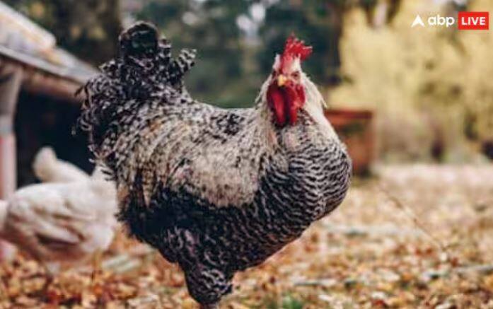 image 4ਪਰ ਵਿਗਿਆਨ ਦੇ ਅਨੁਸਾਰ, ਮੁਰਗੇ ਨੂੰ ਐਵੇਸ ਦੀ ਸ਼੍ਰੇਣੀ ਵਿੱਚ ਰੱਖਿਆ ਗਿਆ ਹੈ। ਤੁਹਾਨੂੰ ਦੱਸ ਦੇਈਏ ਕਿ ਇਸ ਸ਼੍ਰੇਣੀ ਵਿੱਚ ਉਨ੍ਹਾਂ ਸਾਰੇ ਪੰਛੀਆਂ ਨੂੰ ਰੱਖਿਆ ਗਿਆ ਹੈ, ਜਿਨ੍ਹਾਂ ਦੇ ਖੰਭ ਹੁੰਦੇ ਹਨ ਅਤੇ ਉਹ ਅੰਡੇ ਦਿੰਦੇ ਹਨ। ਇਸ ਤਰ੍ਹਾਂ, ਕੁੱਕੜ ਪੰਛੀ ਦੀ ਸ਼੍ਰੇਣੀ ਵਿੱਚ ਆਉਂਦਾ ਹੈ।