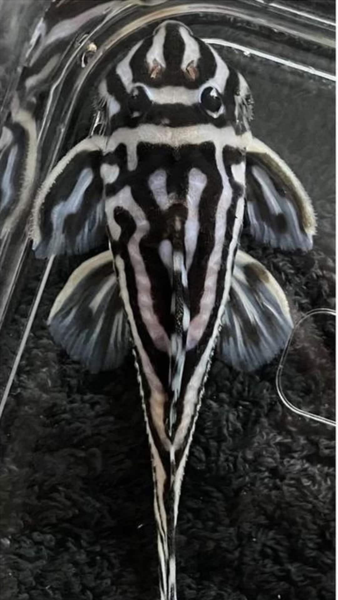 Discover Animals That Start With The Letter ‘Z’ Discover Animals That Start With The Letter ‘Z’
