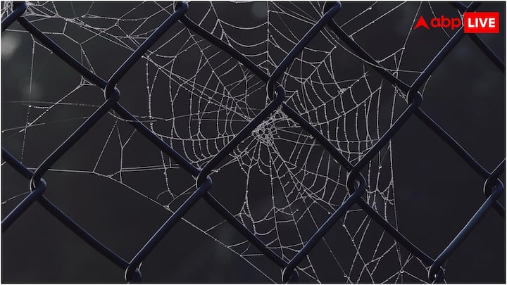 रेशम के धागे जैसा दिखने वाला मकड़ी का जाला प्रोटीन से बना होता है. मकड़ियां अपने अंदर मौजूद रेशम ग्रंथियों से इसे बाहर निकालती हैं. एक मकड़ी के अंदर सात तरह की रेशम ग्रंथियां होती हैं.