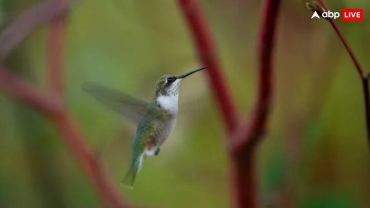 लेकिन आज हम आपको जिस पक्षी के बारे में बताने वाले हैं, उसका नाम हमिंग बर्ड है. बता दें कि ये पक्षी दिखने में सुंदर होते हैं, लेकिन इनकी उड़ान काफी तेज रफ्तार की होती है.