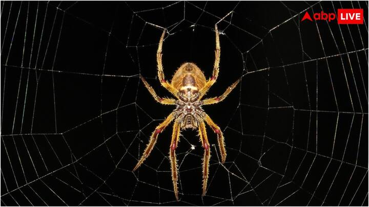 जब मकड़ी के शरीर से जाला बाहर निकलता है तो यह लिक्विड फॉर्म में होता है, लेकिन हवा के संपर्क में आने के बाद यह एक धागे जैसा बन जाता है.