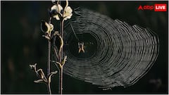 मकड़ी कैसे बुन लेती है इतना सारा जाला, कहां से आता है इतना तार?