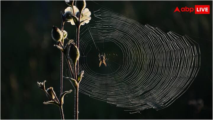 क्या आपके मन में कभी ख्याल आया है कि मकड़ी इतना सारा जाला लाती कहां से है और इसे कैसे बुनती है? दरअसल, कई बार हम देखते हैं कि एक बार जाला हटाने के कुछ देर बाद ही वहां फिर से जाला लग जाता है.