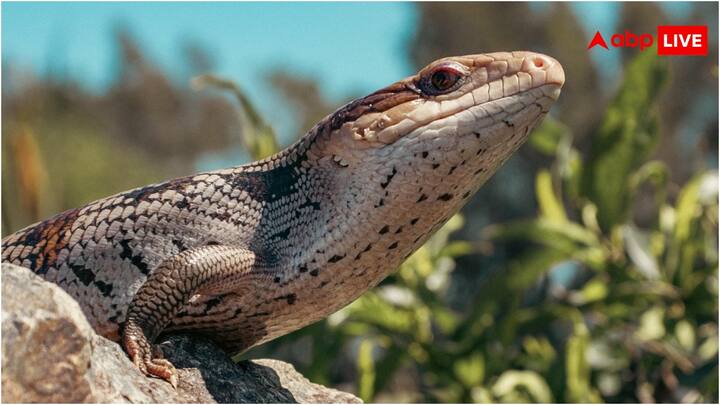 हालांकि, एक जानवर ऐसा है जो अपनी जीभ को कभी बाहर नहीं निकाल पाता. क्या आप इस जानवर क नाम जानते हैं? यह जानवर बहुत खतरनाक होता है.