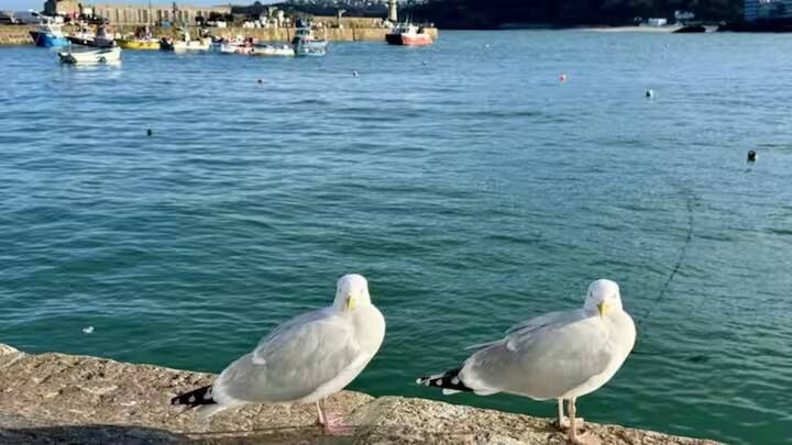 કોર્નવોલ, જે એટલાન્ટિક મહાસાગર સાથે જોડાયેલ છે. આ એક ગ્રામીણ વિસ્તાર છે. ઓછી વસ્તી અને કઠોર ભૂપ્રદેશ તેને સલામત આશ્રયસ્થાન બનાવે છે.