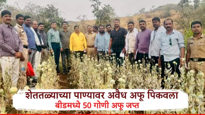 नशेखोरांकडून नशा करण्यासाठी अफूचा वापर मोठ्या प्रमाणात केला जात आहे