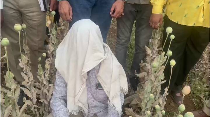 अफू पिकवण्यावर शासनाने निर्बंध घातलेले असतानाही बीडच्या धारूर तालुक्यात पिंपळवाड्यात शेतकऱ्याने चक्क 3 गुंठ्यावर अफूची शेती पिकवली .