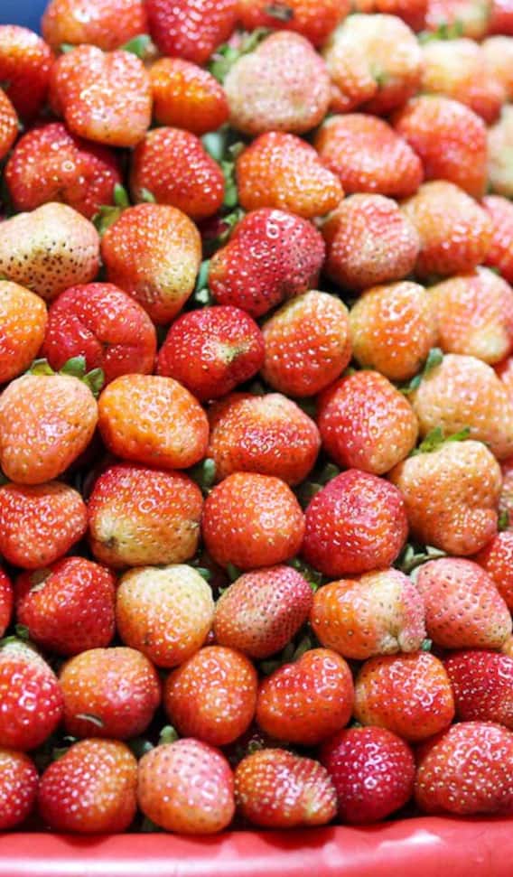 गमले में कैसे उगा सकते हैं स्ट्रॉबेरी