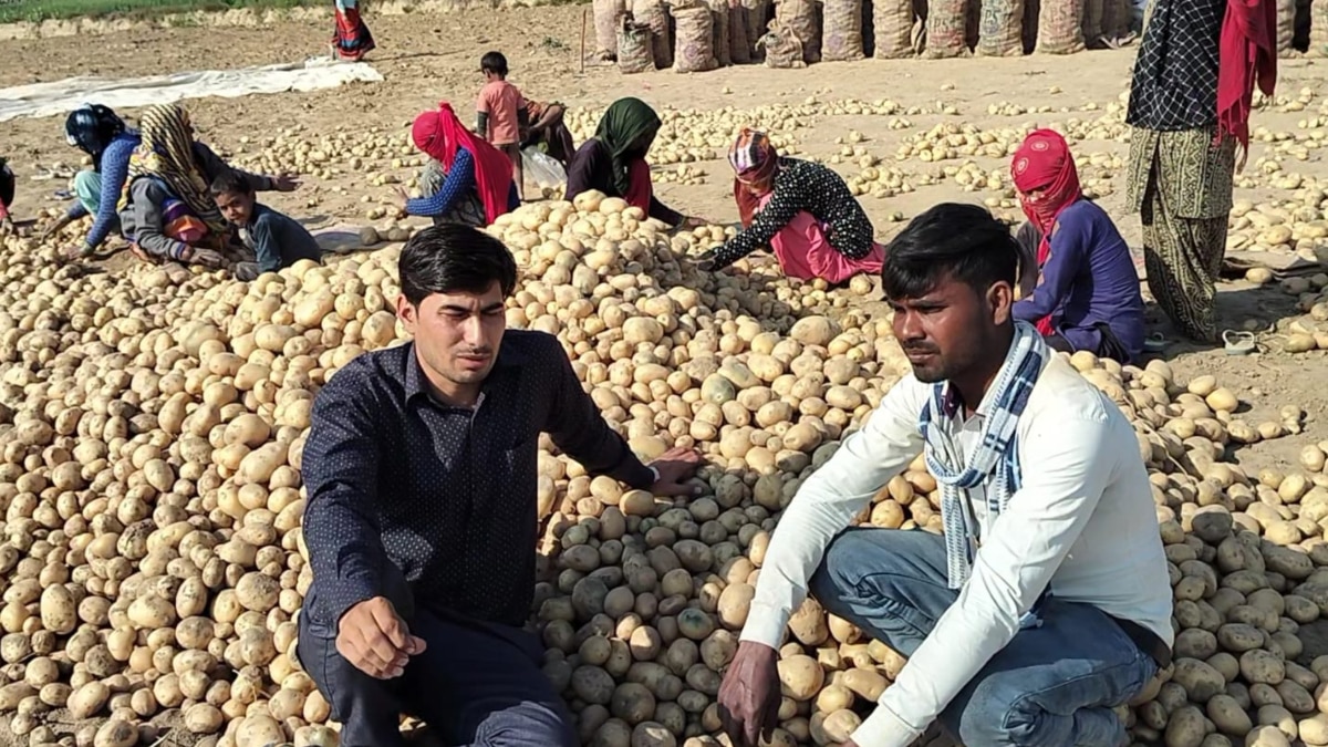 मौसम की मार से आलू किसानों को भारी नुकसान, 10 पैकेट तक कम हुई पैदावार, लागत निकलना भी मुश्किल