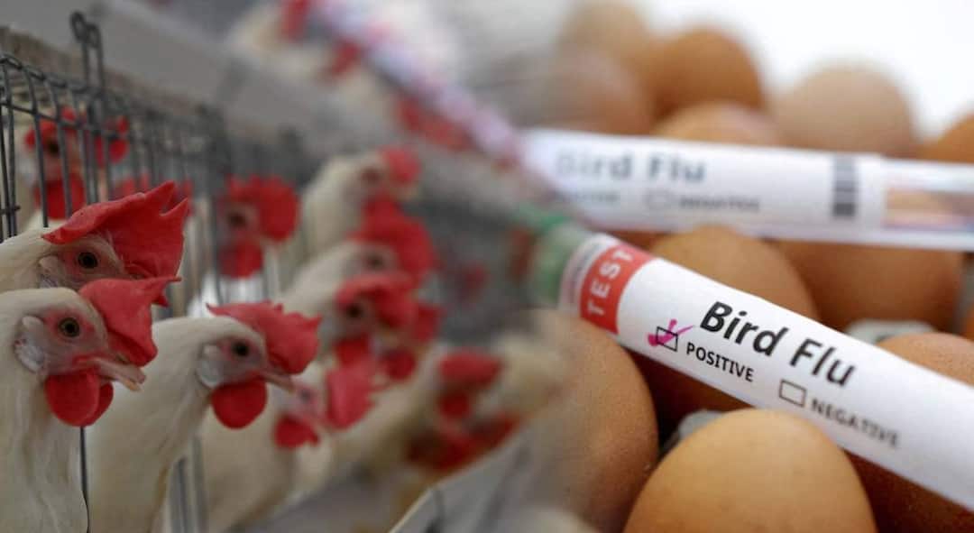 Washim News Entry of bird flu in  district There is no new patient in last 24 hours New information of the district collector Maharashtra marathi news Washim News : वाशिम जिल्ह्यात 'बर्ड फ्लू'चा शिरकाव; जिल्हाधिकाऱ्यांची नवी माहिती, म्हणाले, गेल्या 24 तासात....