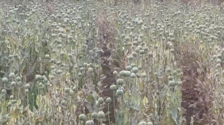 रामहरी कारभारी तिडके या शेतकऱ्याने बालाघाट पर्वतरांगेतील 3 गुंठे क्षेत्रावरअफूचे पीक घेतल्याचा धक्कादायक प्रकार समोर आला .