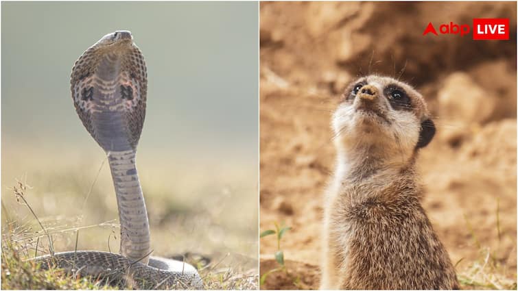 why snake poison not effective on mongoose and Why enmity between snake and mongoose सांप और नेवले में क्यों होती है दुश्मनी?  इस पर क्यों नहीं होता किसी जहर का असर 