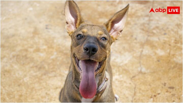 कुत्ता, बिल्ली, गाय, भैंस यहां तक कि सांप भी अपनी जुबान को बाहर निकालते हैं. हर जानवर में जीभ निकालने का एक कारण होता है. जैसे कुत्ता शरीर के तापमान को नियंत्रित रखने के लिए ऐसा करता है.