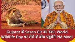 Gujarat के Sasan Gir का डंका, World Wildlife Day पर शेरों के बीच पहुंचेंगे PM Modi | ABP NEWS