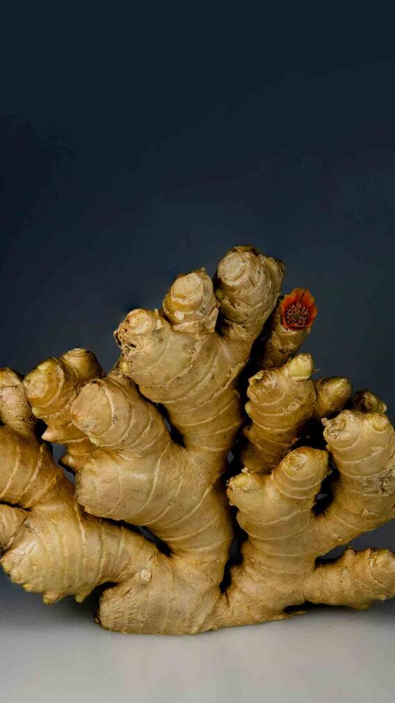 సమ్మర్​లో అల్లం తినొచ్చా? తింటే ఏమవుతుంది?