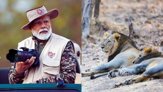 PM Modi Takes Lion Safari: గిర్ వైల్డ్ లైఫ్ సాంక్చురీలో ప్రధాని మోదీ లయన్ సఫారీ, ఆయన కొత్త టాలెంట్ చూశారా!