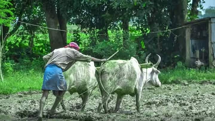 પીએમ કિસાન યોજનાનો 19મો હપ્તો 24 ફેબ્રુઆરી 2025ના રોજ બહાર પાડવામાં આવ્યો છે. આ રકમ વડા પ્રધાન નરેન્દ્ર મોદીએ ડીબીટી દ્વારા ટ્રાન્સફર કરી છે. જોકે, ઘણા ખેડૂતો એવા છે જેમના ખાતામાં 2000 રૂપિયાની રકમ હજુ સુધી મળી નથી. ચાલો જાણીએ કે સન્માન નિધિની રકમ ખાતામાં ન પહોંચવા પાછળના કારણો શું હોઈ શકે છે.