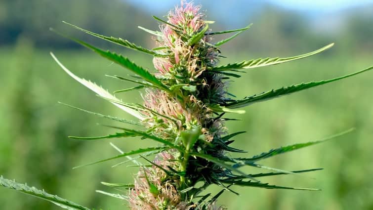 What is law regarding in india for bhang ganja and charas how much punishment can you face Law In India For Bhang Ganja And Charas: भांग, चरस और गांजा में क्या रखने पर जेल जा सकते हैं आप? जान लीजिए कानून