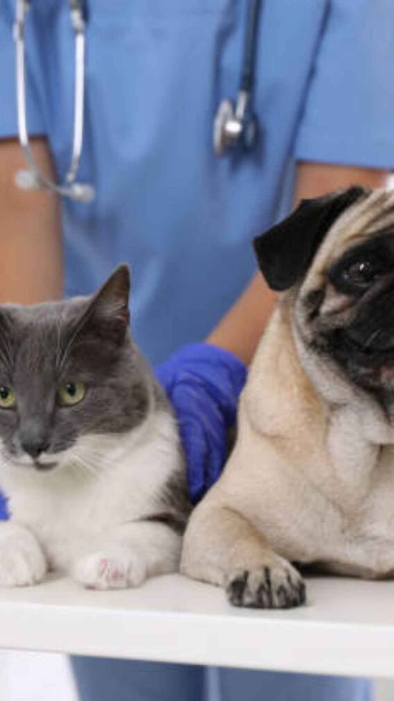 क्या पालतू जानवरों को भी होता है सर्दी-जुकाम?