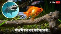 एक्वेरियम में रहने वाले गोल्डफिश ने मचाया बवाल! वैज्ञानिको ने दी ऐसी चेतावनी, जिसे सुनकर टेंशन में दुनिया