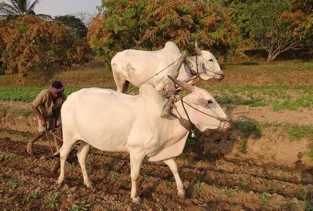 પીએમ કિસાન યોજનાની સત્તાવાર વેબસાઇટ pmkisan.gov.in ની મુલાકાત લો. હવે હોમ પેજની જમણી બાજુએ 'Farmers Corner' વિભાગ પર ક્લિક કરો. ફાર્મર્સ કોર્નર વિભાગમાં 'Beneficiary Status' વિકલ્પ પર ક્લિક કરો. હવે તમારા રાજ્ય, જિલ્લો અને ગામ સહિત અન્ય માહિતી દાખલ કરો.