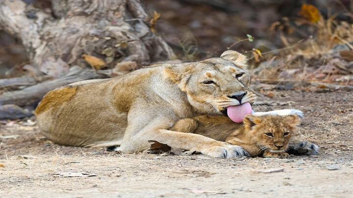 એક સરકારી પ્રકાશનમાં જણાવાયું છે કે કેન્દ્ર સરકારે એશિયાઈ સિંહોના સંરક્ષણ માટે 'પ્રોજેક્ટ લાયન' હેઠળ 2,900 કરોડ રૂપિયાથી વધુની રકમ મંજૂર કરી છે. આ સિંહોનું એકમાત્ર નિવાસસ્થાન ગુજરાત છે. હાલમાં ગુજરાતના નવ જિલ્લાઓના 53 તાલુકાઓમાં એશિયાટિક સિંહો લગભગ 30,000 ચોરસ કિલોમીટરમાં વસે છે