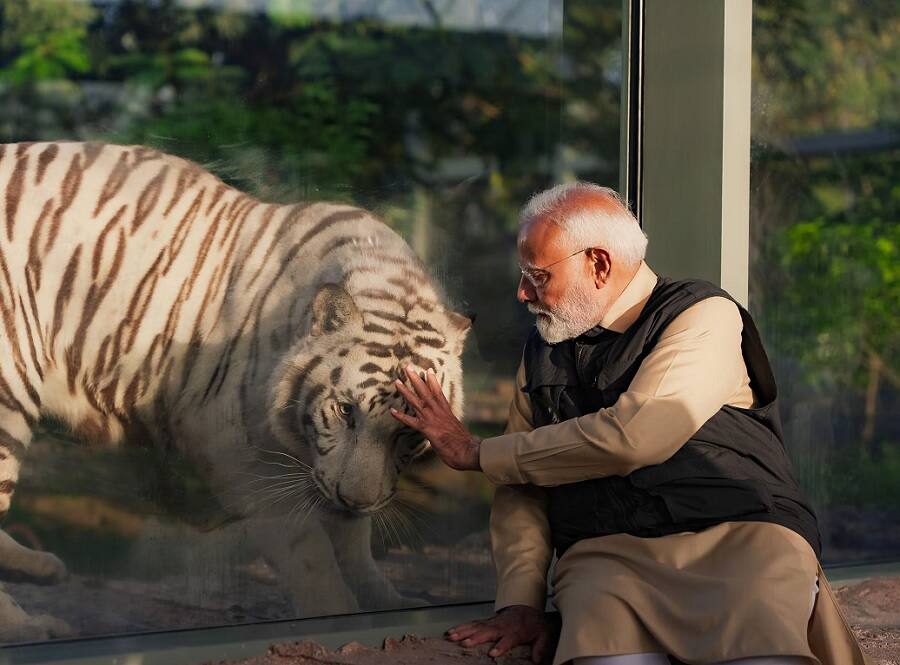 PM Modi Visits Vantara: సింహం పిల్లలకు పాలుపట్టి... పులి పిల్లలతో ఆటలాడుతూ.. వంతారాలో గడిపిన ప్రధాని మోదీ