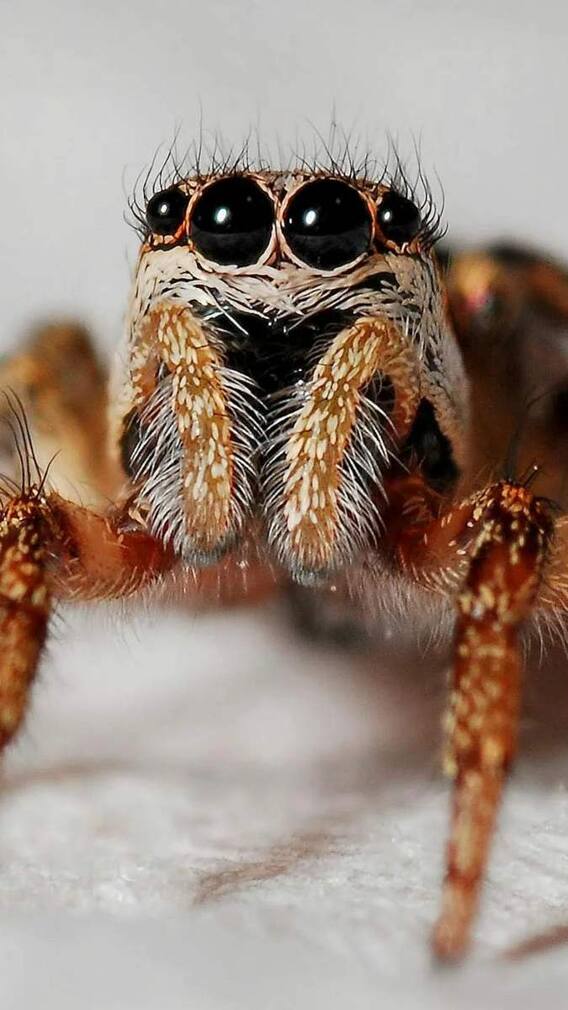 ये है दुनिया की सबसे खतरनाक मकड़ी