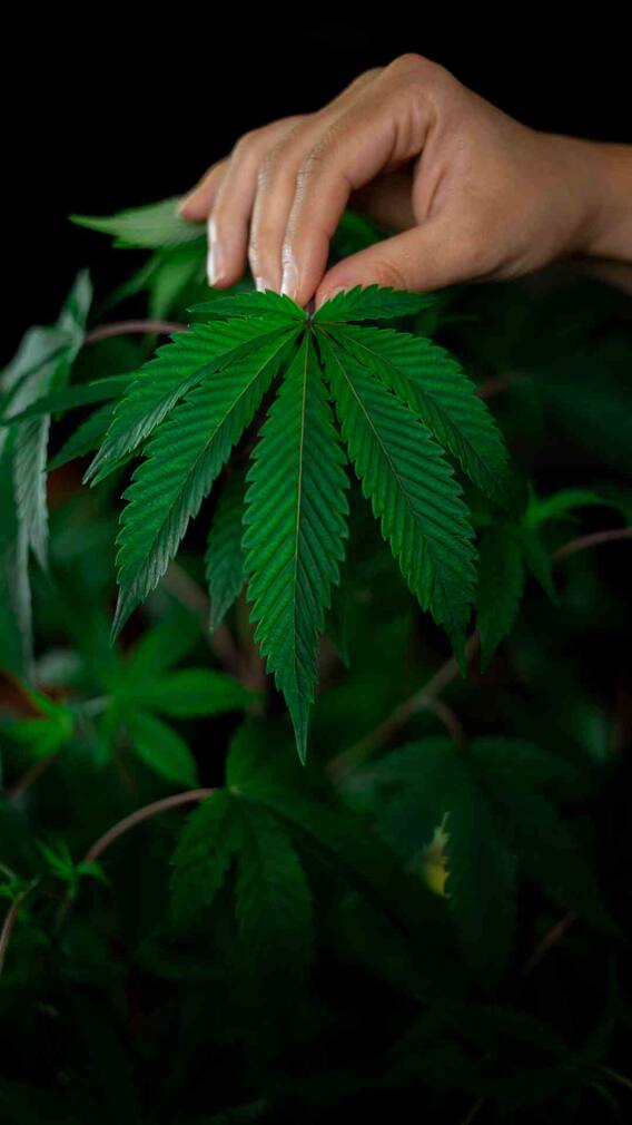 कनाडा में अपने पास कितना गांजा रख सकते हैं आप?