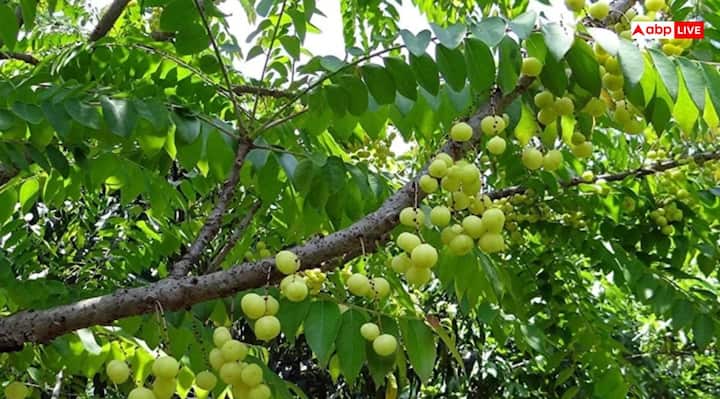 फाल्गुन महीने की शुक्ल पक्ष की एकादशी को आमलकी एकादशी का व्रत रखा जाएगा, जोकि इस साल 10 मार्च 2025 को पड़ रही है. इसे आवंला एकादशी और रंगभरी एकादशी जैसे नामों से भी जाना जाता है. यही कारण है कि इस एकादशी में भगवान विष्णु के साथ ही आंवला वृक्ष की भी पूजा करने का महत्व है.