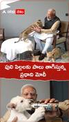 పులి పిల్లలకు పాలు తాగిస్తున్న ప్రధాని మోదీ