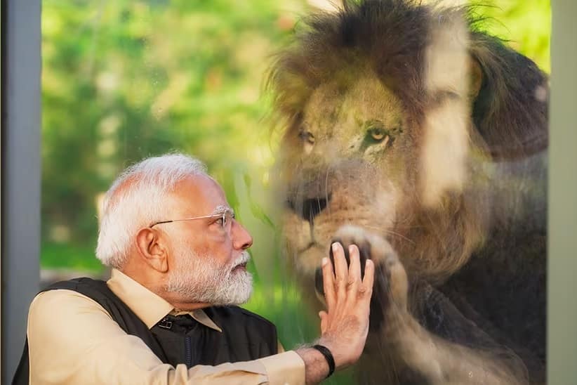 PM Modi Visits Vantara: సింహం పిల్లలకు పాలుపట్టి... పులి పిల్లలతో ఆటలాడుతూ.. వంతారాలో గడిపిన ప్రధాని మోదీ