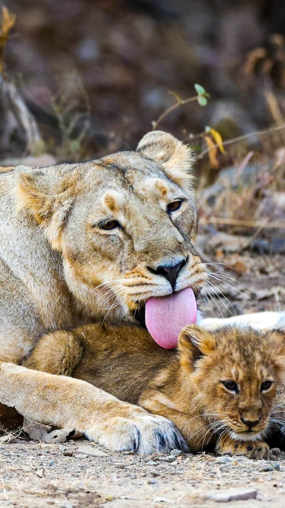 शेर के बच्चों के साथ खेलना कितना खतरनाक?