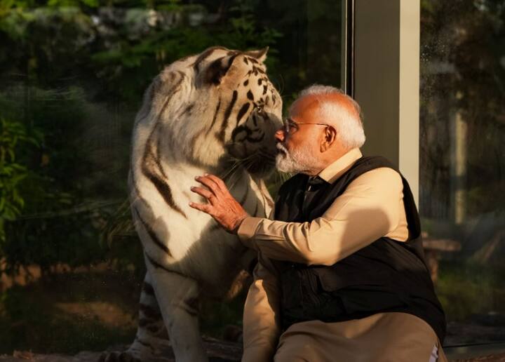 ઘણા પ્રાણીઓને વ્હાલ કર્યો અને તેમને પ્રેમથી ગળે લગાવ્યા - તે સિવાય વડાપ્રધાન મોદીએ વિવિધ હિંસક પ્રાણીઓ સાથે સમય પસાર કર્યો હતો. ગોલ્ડન ટાઇગર, 4 સ્નો ટાઇગર્સ સાથે પણ બેઠેલા જોઇ શકાય છે. આ ટાઇગર્સને એક સર્કસમાંથી રેસ્ક્યૂ કરવામાં આવ્યા હતા. જ્યાં કરતબ બતાવતા હતા.