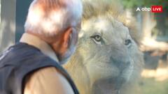 शेरों संग पीएम मोदी की केमिस्ट्री, एक देखकर दहाड़ा तो दूसरे ने जताया प्रधानमंत्री से प्यार, तस्वीरें