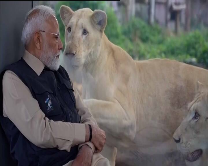 તેમણે સિંહના બચ્ચાંને પણ ખવડાવ્યું હતું. પીએમ મોદીએ જે સફેદ સિંહના બચ્ચાને ખવડાવ્યું હતું તેનો જન્મ વનતારામાં થયો હતો. તેની માતાનું રેસ્ક્યૂ કરાયું હતું અને વનતારા લાવવામાં આવી હતી.