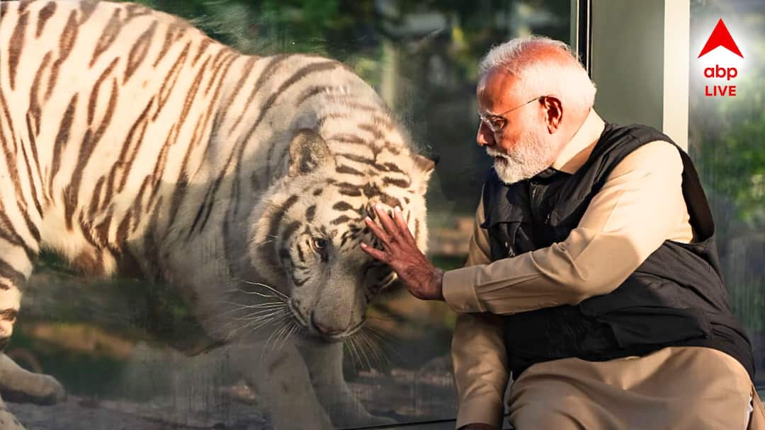 Prime Minister Narendra Modi inaugurated and visited Vantara, a wildlife rescue and conservation center in Gujarat Narendra Modi at Vantara: ব্যাঘ্রশাবককে খাওয়ালেন হাতে ধরে, সিংহের সঙ্গে সারলেন সাক্ষাৎ, ভান্তারায় নরেন্দ্র মোদি