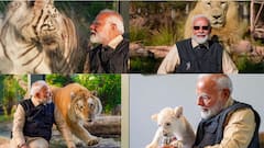 Narendra Modi Photo : वाघाच्या डोळ्यात डोळं घालून पाहिलं, बछड्यांना दूध पाजलं; वनतारा वाईल्डलाईफमधील मोदींचे फोटो