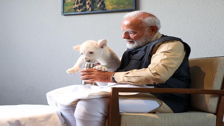 વડાપ્રધાન નરેન્દ્ર મોદીએ તાજેતરમાં જામનગરમાં વનતારા વન્યજીવન બચાવ કેન્દ્રની મુલાકાત લીધી હતી. હવે પીએમ મોદીની આ મુલાકાતનો એક વીડિયો સામે આવ્યો છે, જેમાં તેઓ સિંહના બચ્ચાને વ્હાલ કરતા જોવા મળે છે.