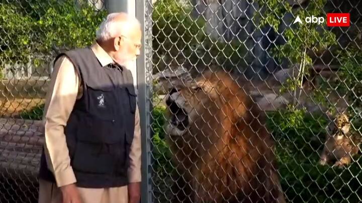 एएनआई की रिपोर्ट के मुताबिक, बड़े-बड़े शहरों में से एक शेर ने प्रधानमंत्री मोदी के ऊपर दहाड़ दिया. इस दौरान पीएम मोदी उसके सामने हाथ हिलाते हुए नजर आए.