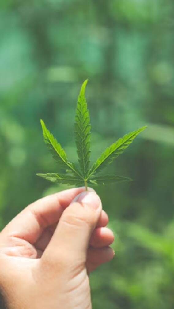 क्या एक ही पौधे से निकलता है चरस, गांजा और भांग?