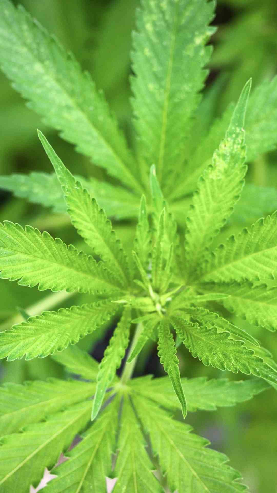 भांग के पौधे में नर और मादा दोनों का महत्वपूर्ण रोल होता है