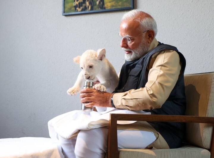 વિશ્વની સૌથી મોટી હાથીની હોસ્પિટલનું નિરીક્ષણ કર્યું - ઉપરાંત પીએમ મોદીએ એક વિશાળ અજગર, બે માથાવાળો એક અનોખો સાપ, બે માથાવાળો કાચબો, ટૈપિર, રેસ્ક્યૂ કરવામાં આવેલા દીપડાના બચ્ચા, વિશાળકાળ બીવર, બોંગો (કાળિયાર) અને સીલ પણ જોયા હતા. તેમણે હાથીઓને તેમના જેકુઝીમાં જોયા હતા.