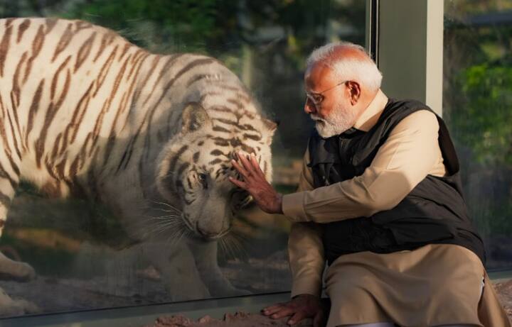 પીએમએ સિંહના બચ્ચાઓને દૂધ પીવડાવ્યું - પીએમ મોદીએ અહીં વિવિધ પ્રજાતિના સિંહના બચ્ચાઓને વ્હાલ કર્યો હતો. જેમાં એશિયાટિક સિંહના બચ્ચા, સફેદ સિંહના બચ્ચા, કારાકલ સિંહના બચ્ચા અને ક્લાઉડેડ લેપર્ડના બચ્ચાનો સમાવેશ થાય છે. ક્લાઉડેડ લેપર્ડ એક લુપ્તપ્રાય પ્રજાતિ છે.