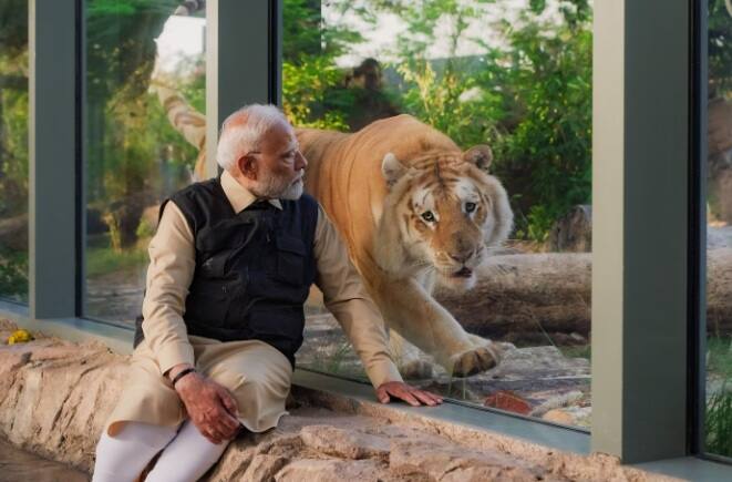 પીએમએ જે સફેદ સિંહના બચ્ચાને બોટલથી દૂધ પીવડાવ્યું હતું તેનો જન્મ વનતારામાં થયો હતો. તેની માતાનું રેસ્ક્યૂ કરવામાં આવ્યું હતું. ભારતમાં એક સમયે કારાકલની સંખ્યા ઘણી વધારે હતી, પરંતુ હવે તે દુર્લભ બની રહી છે. વનતારામાં કારાકલને એક સંવર્ધન કાર્યક્રમના ભાગરૂપે વનતારામાં ઉછેરવામાં આવે છે અને તેમના સંરક્ષણ માટે તેમને કેદમાં રાખવામાં આવે છે અને પછીથી જંગલમાં છોડી દેવામાં આવે છે.