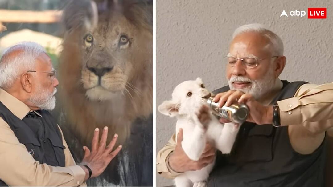 पीएम मोदी की तरह आप भी शेर और बाघ के साथ ले सकते हैं सेल्फी, जानें कहां और कैसे मिलेगा ये मौका PM Modi was seen donning a safari outfit and holding a camera to capture glimpses of Gir Asiatic lions पीएम मोदी की तरह आप भी शेर और बाघ के साथ ले सकते हैं सेल्फी, जानें कहां और कैसे मिलेगा ये मौका