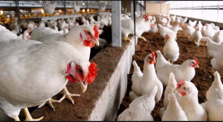 त्यामुळे सतत स्थलांतर करणाऱ्या पक्षांपासून तसेच लागण झालेल्या प्राण्यांपासून दूर राहणे महत्त्वाचे आहे .