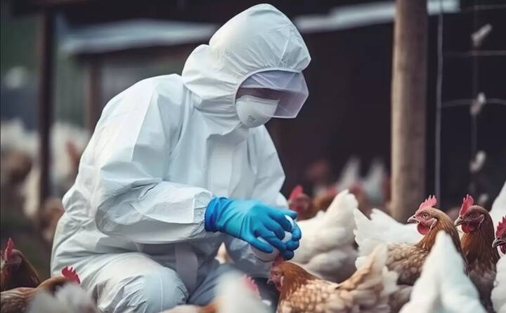 आता कावळ्यांपाठोपाठ कोंबड्यांनाही बर्ड फ्लू झाल्याचे समोर आल्यानंतर बर्ड फ्लू चा प्रसार रोखण्यासाठी या कोंबड्या नष्ट केल्या जाणार आहेत .कोंबड्यांच्या वाहतुकीवर निर्बंध टाकण्यात आले आहेत .